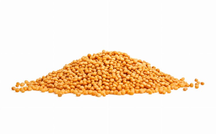 Gorczyca biała ziarno 100 g